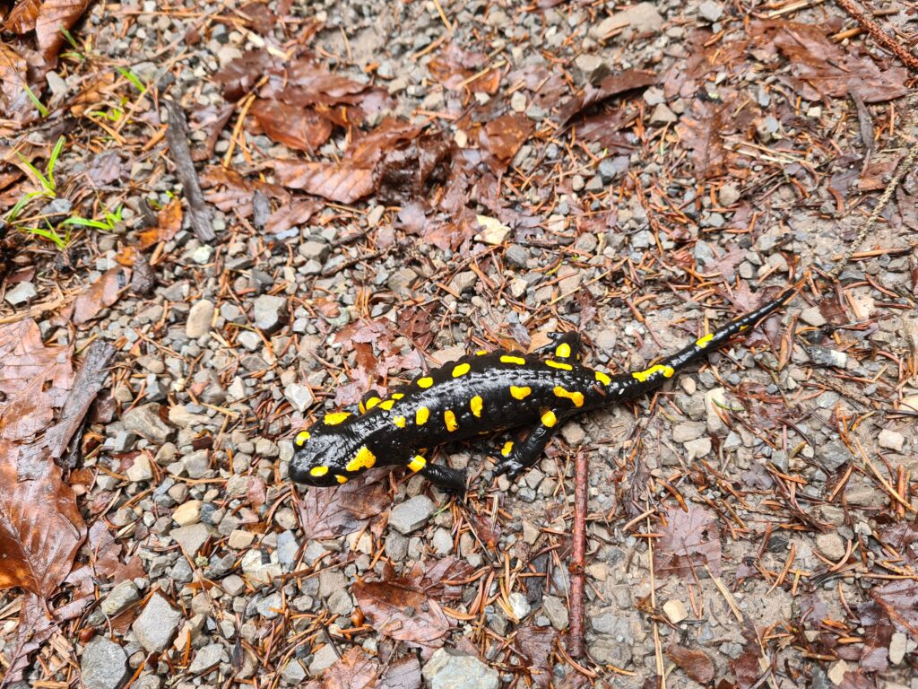Feuersalamander am Waldboden