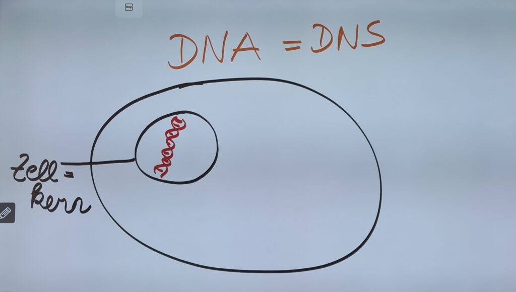 Zeichnung der Zellen-DNA