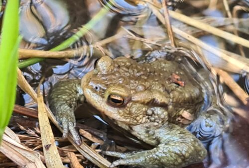Erdkrötenmännchen im Teich