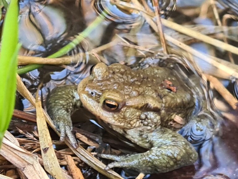 Erdkrötenmännchen im Teich