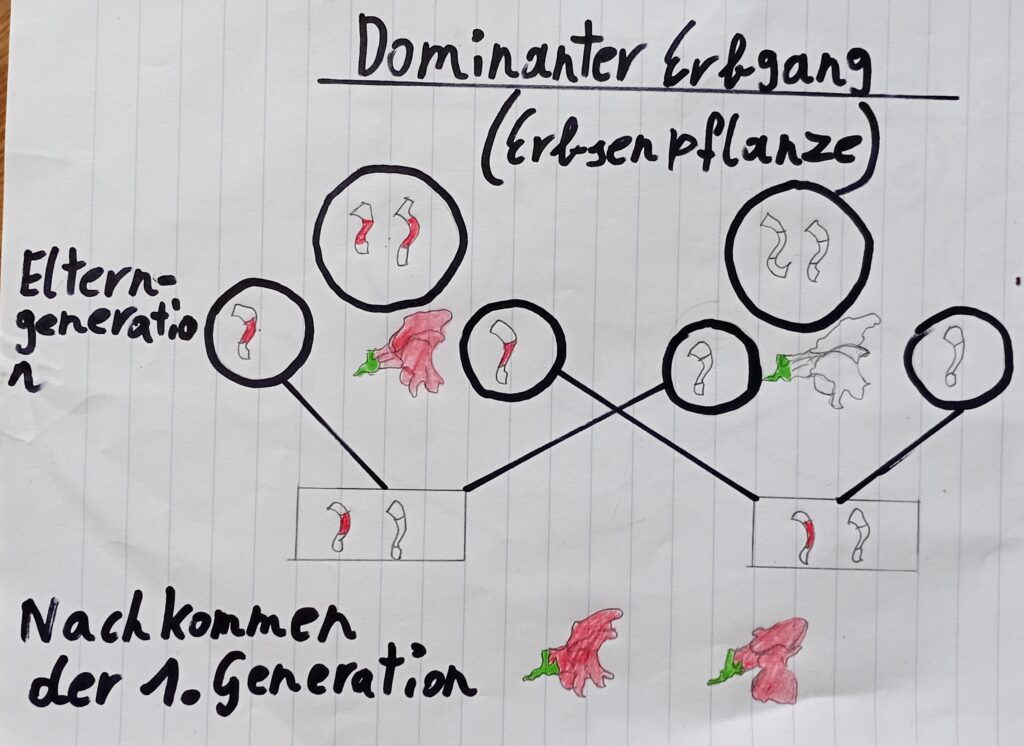 Vewrerbung - dominanter Erbgang