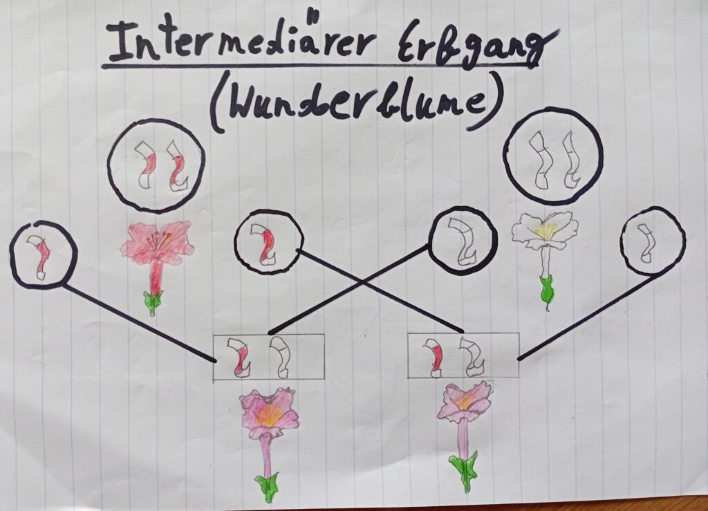 Vererbung - intermediärer Erbgang