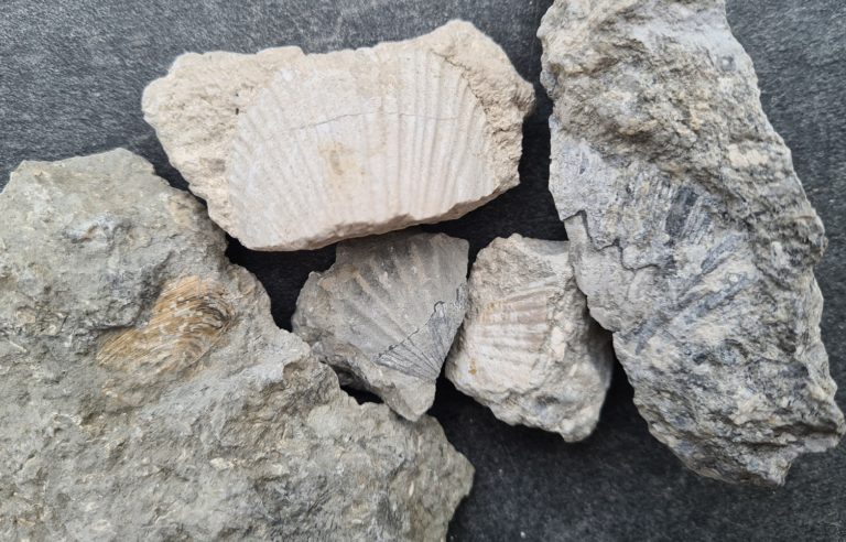 Zeitreise – 15 Mio Jahre zurück