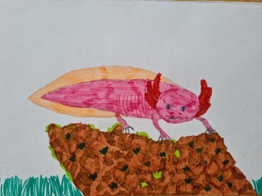 Axolotl