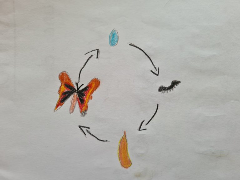 Video: Distelfalter – von Raupe zum Schmetterling