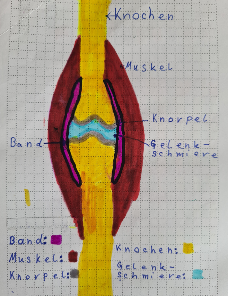 Mensch: Stütz- und Bewegungssystem