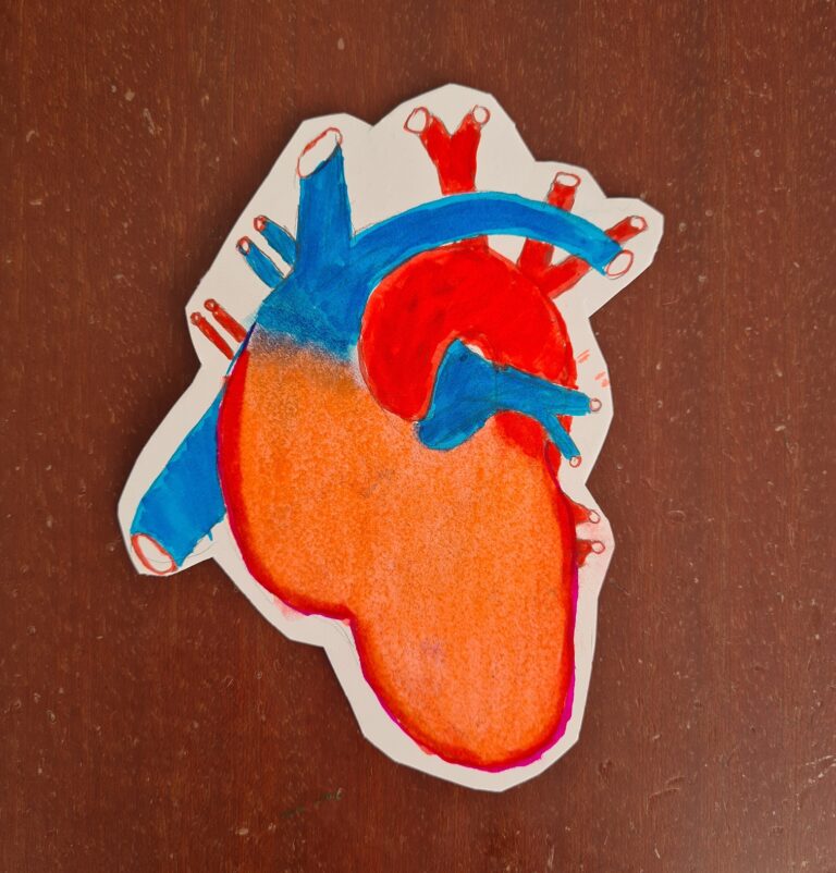 Mensch: Herz-Kreislaufsystem