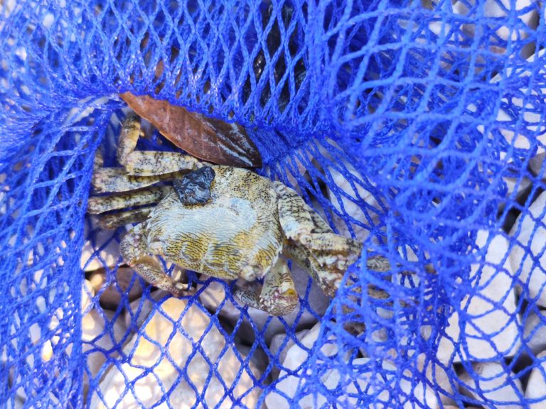 Coole Tiere des Adriatischen Meeres