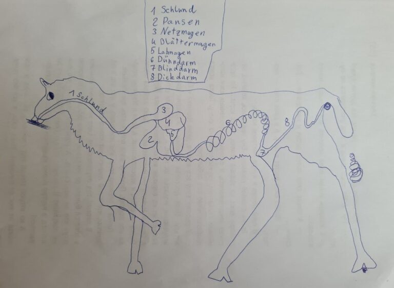 Schaf: Verdauungssystem