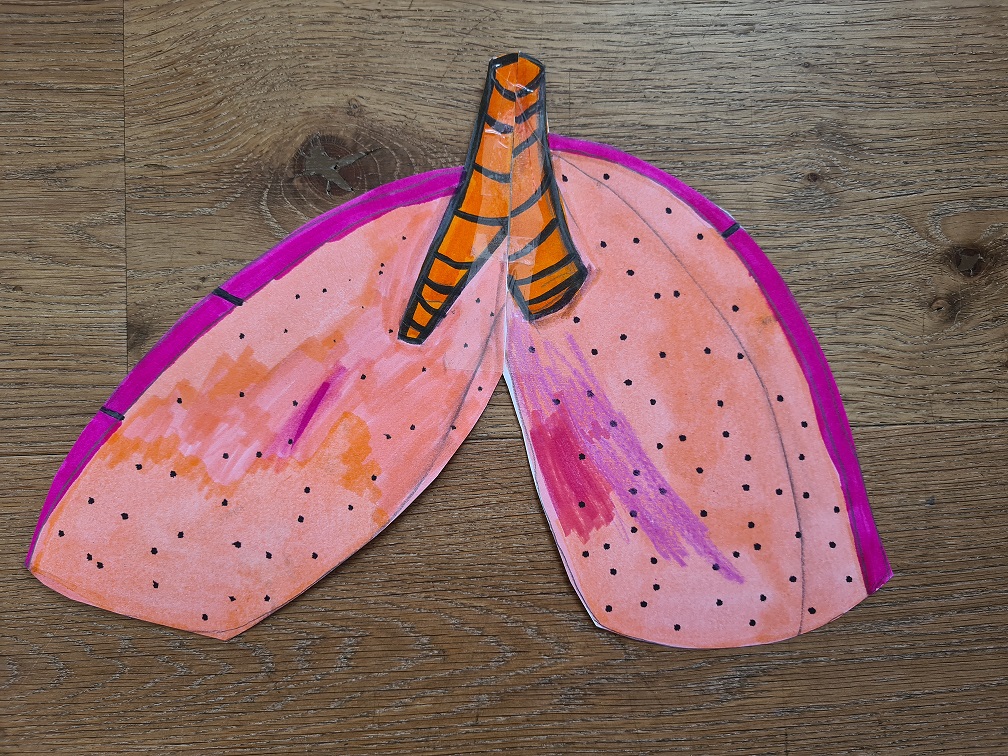 Lunge und Luftröhre