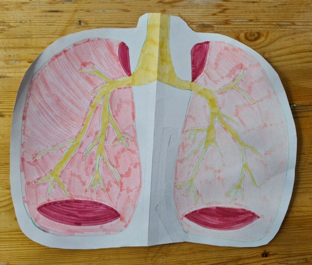 Lunge von Bronchen bis Lungenbläschen