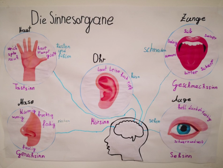 Podcast: Unsere Sinnesorgane