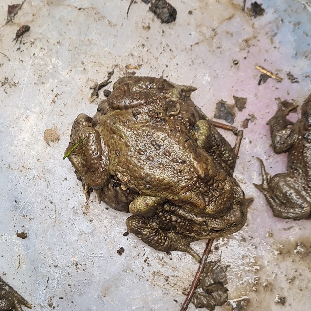 Ein Erdkröten-Männchen wird von einer Erdkröten-Weibchen zum Laichplatz getragen