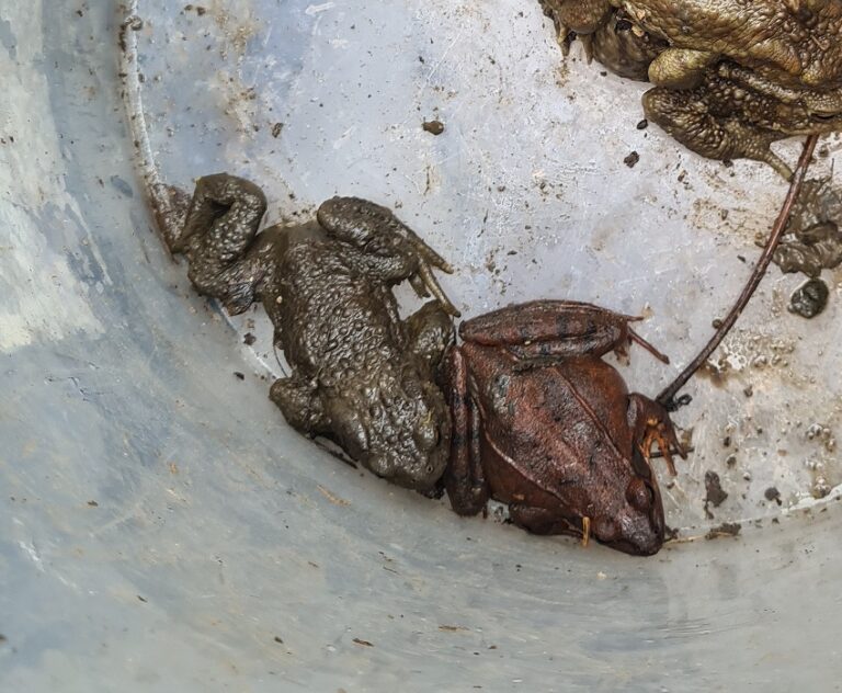 Froschlurche