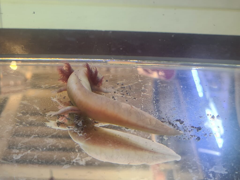 Axolotl in einem Aquarium