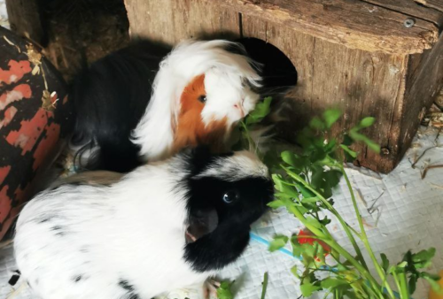 meerschweinchen