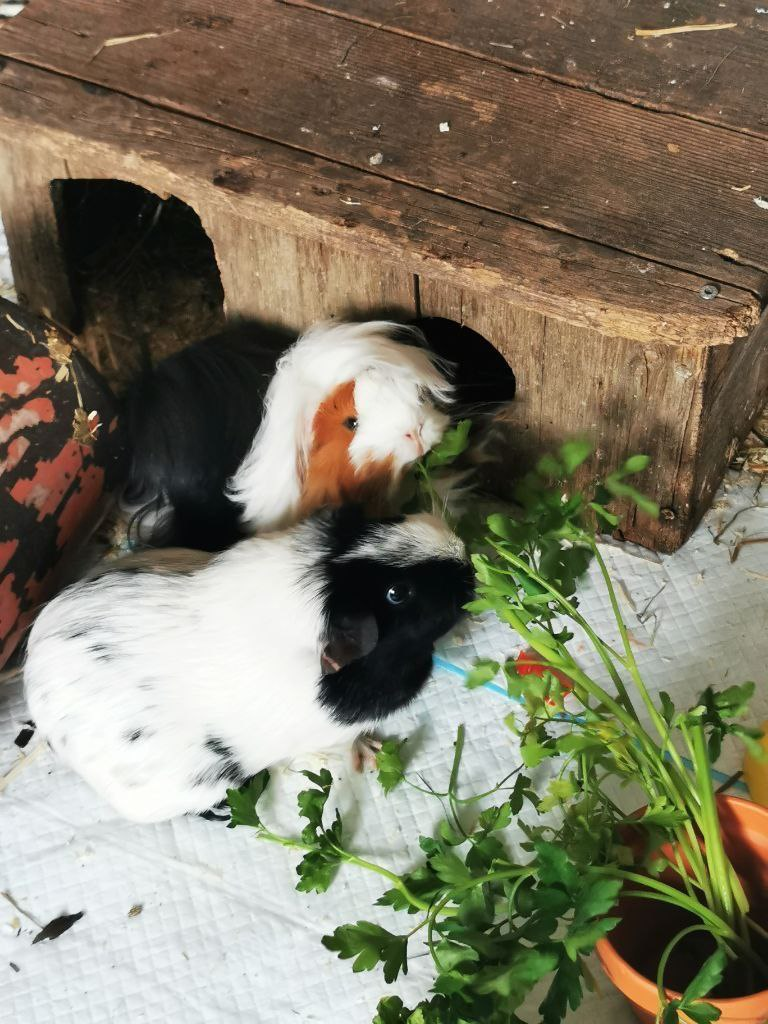 meerschweinchen