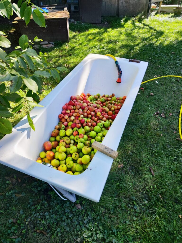 Anleitung: Apfelessig machen